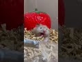 のびてあくびするハムスター　 hamster ハムスター