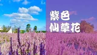 關西仙草花/ 夢幻的紫色/關西金城武樹