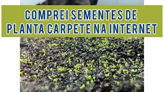 COMPREI SEMENTE DE PLANTA CARPETE NA INTERNET - Aprenda como plantar - Hemianthus Cuba