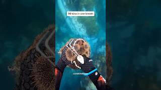 one of my best dives to date #asmr #kina #pestcontrol