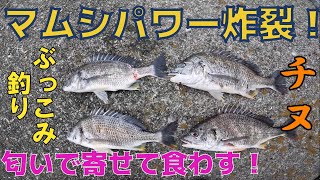 【チヌぶっこみ釣り】マムシエキスがチヌに効く！！