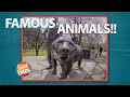 Famous Animals! Top 10 Animals in History