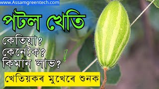 পটল খেতি  | POINTED GOURD CULTIVATION | #farming #assam #greentech #pointedgourdrecipe #agriculture