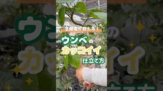 生産者が教える！ウンベラータのカッコいい仕立て方【観葉植物】