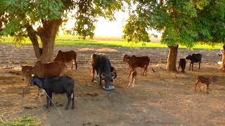 ગામડા નુ જીવન_ beautiful village life in Gujarat- india.by agriculture