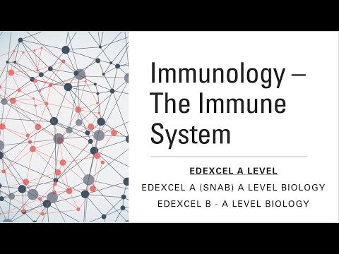 Immunology - The Immune System | EDEXCEL A Level Biology A & B ...