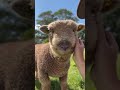 Adorable Baby Sheep Makes the CUTEST Face! 💕