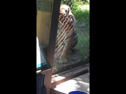 Siberian Tiger Bronx Zoo Siberian Tiger Bronx Zoo