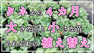 【多肉植物】4ヶ月前はタネ！成長に差が出てきました