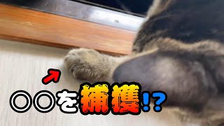 【○○を捕獲!?】狩猟本能が目覚めた子猫の様子がこちらです…【保護猫】