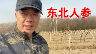 大龙一家去地里干活，没想到发生了闹心事情，老妈气的直上火！【东北大龙】