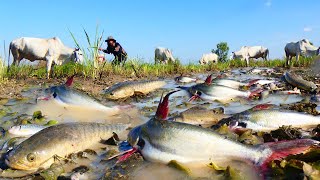 amazing fishing! a fisherman catch fish a lots at rice field by best hand/ fishing receded water