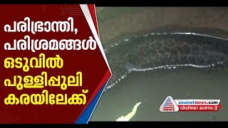 കിണറ്റില്‍ വീണ പുള്ളിപുലിയെ രക്ഷിച്ചു; ചികിത്സ നല്‍കിയ ശേഷം കാട്ടില്‍ തുറന്ന് വിടും