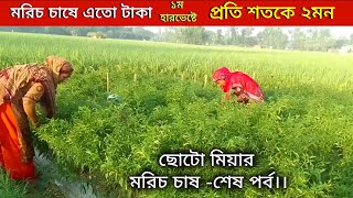 মরিচ চাষে এতো টাকা।। ১ম হারভেষ্টে।। প্রতি শতকে ২মন।।ছোটো মিয়ার মরিচ চাষ -শেষ পর্ব।। #pepper