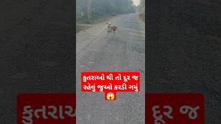 કુતરાઓ થી તો દૂર જ રહેવું જુઓ કરડી ગયું 😱 #trending #viral #Reels #funny