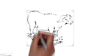 Drawing a buffalo000000 000 000145 082