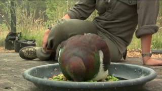 Meet the Locals - Kereru Hospital (Ep 103)