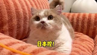 【黄桃不是猫】呦西又挖了一个八嘎！