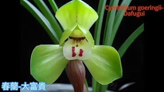 Cymbidium goeringii-Dafugui/春蘭大富貴