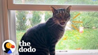 House Cat Spots Two Stray Kittens In His Backyard, And Then… | The Dodo