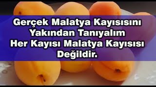 Gerçek Malatya Kayısısını Yakından Tanıyalım - Her Kayısı Malatya Kayısısı Değildir.