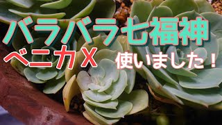 【多肉ゴト】バラバラ七福神撤去してベニカEXで伝染防止してみた