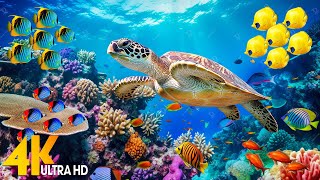 Under Red Sea 4K - Beautiful Coral Reef Fish in Aquarium, Sea Animals for Relaxation - 4K Video #132
