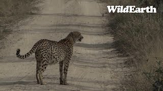 A cheetah surprise in Djuma!