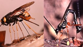 Nature photos shows, Urocerus Gigas and Rhyssa Persuasoria, egg-laying