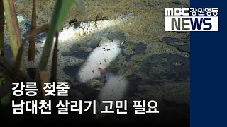 [뉴스리포트]강릉 남대천 살리기 고민 필요190514