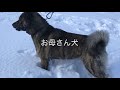 可愛い北海道犬の子犬が産まれました！