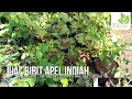 jual bibit apel india