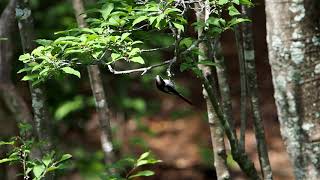 【野鳥】エナガ　Long-tailed Tit【birdwatching】