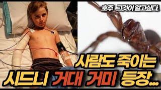 사람도 죽이는 시드니 거대 거미 등장-시드니에서 잘못하면 죽을수 있는 세계 top10 독거미중 하나인 시드니 깔때기 거미줄 거미를 소개합니다. 주의하세요.