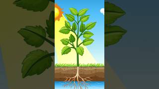 Photosynthesis in plants #short #shorts #ytshorts #viralshorts #viralshort