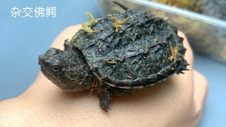 新買兩只雜交佛鱷龜,剛買回來就越獄逃跑了(Hybrid snapping turtle unboxing)