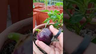 Purple color capsicum // বেগুনি রং ক্যাপসিকাম