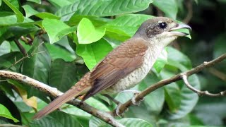 BIRD CALL: TIGER SHRIKE