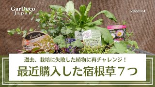 過去失敗した植物に再チャレンジ！最近購入した宿根草７つ