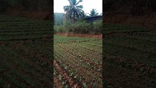 Kokan Vasant Panchami 😍#malvan #kokan#farmer #ytshorts #shorts