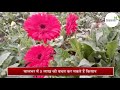 कैसे करें जरबेरा की खेती gerbera ki kheti