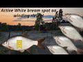 Russian Fishing 4 | Winding rivulet trophy White bream spot