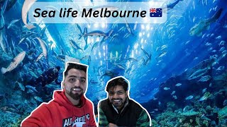 Sea life in Melbourne Australia 🇦🇺