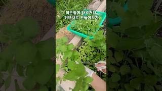 페퍼민트 애플민트 차만들기 허브 수확 주말농장 상자텃밭