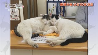 ねこ自慢＃47ご出演ニャンコたち【12月2日OA】