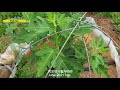 how to grow and harvest fig trees in cold climates🌱❤