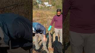 Rootstock MM111 grading and packaging || Prashaant Pratap Sehta || PlantsPazifika ||