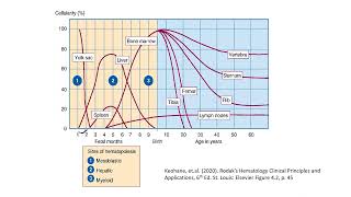 Week 1 3 Hematopoiesis