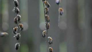 Blue Banded Bees Coming in to Roost by Erica Siegel