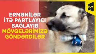 Ermənilər bunu da etdilər – itin üzərinə partlayıcı bağlayıb mövqelərimizə göndərdilər